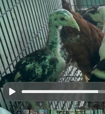 Mianwali Aseel Chicks for sale