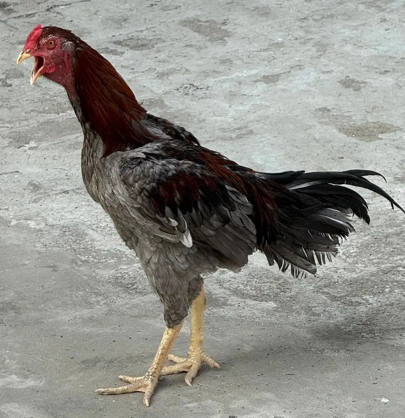 Mianwali Aseel Chicks — photo 6