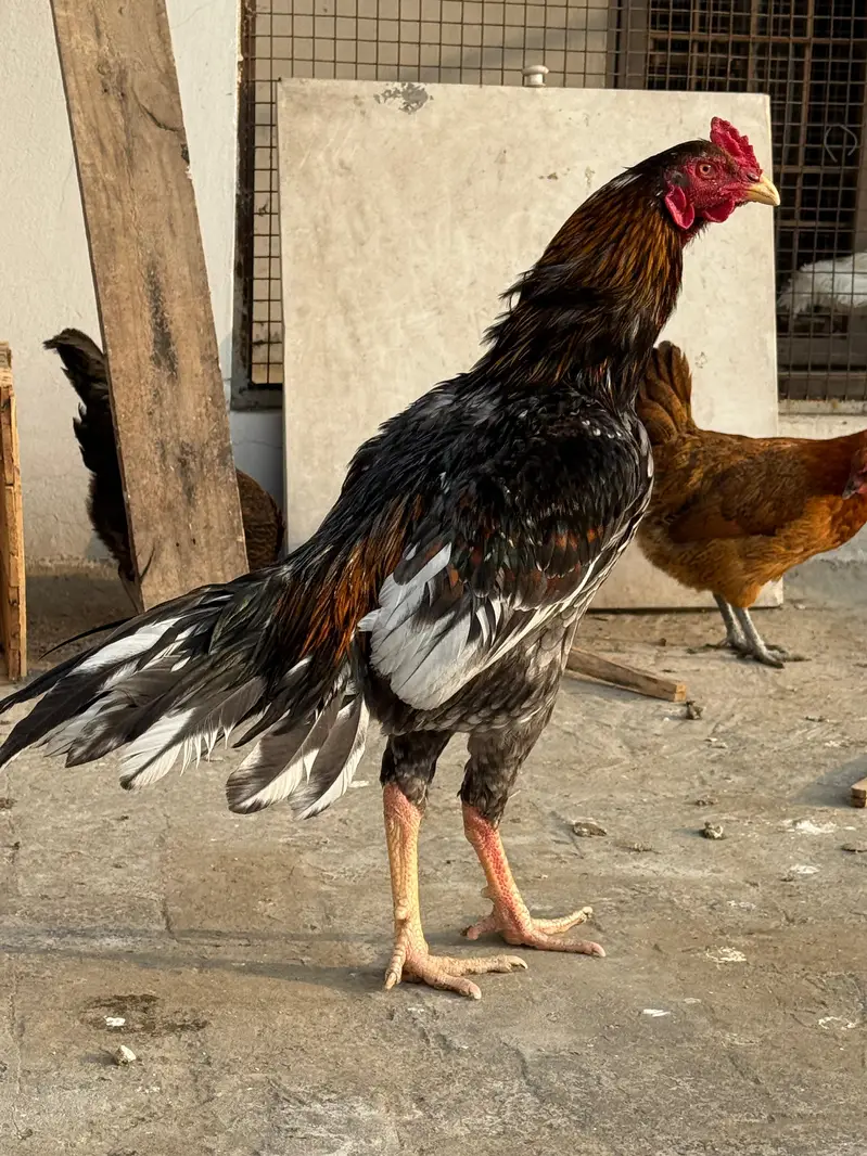 Mianwali Aseel Chicks — photo 5