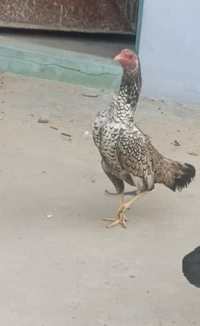 Aseel pure shajri female