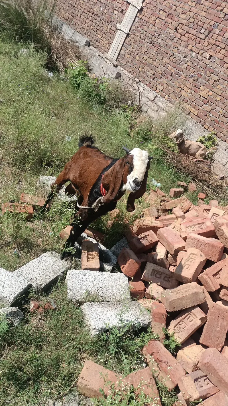 bakra / beetal bakra / nagra bakra / 2 dant / goat / goats — photo 2