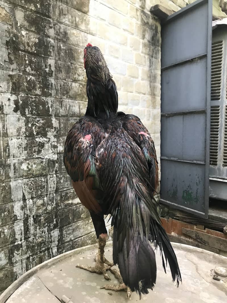 Lacka 0
