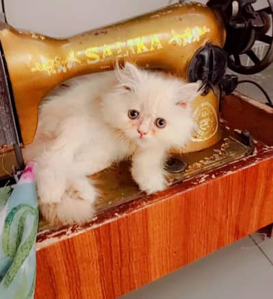 Cute 3-Month-Old Kitten for Sale - Active and Playful
