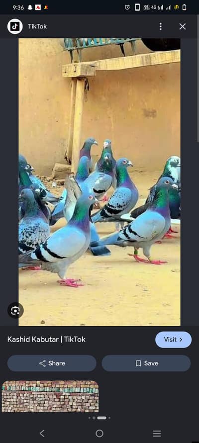 required qasid pigeon