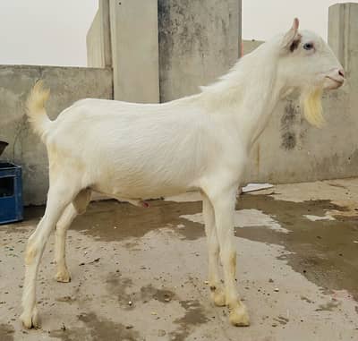 White Eyes Ghulabi Male Tedda