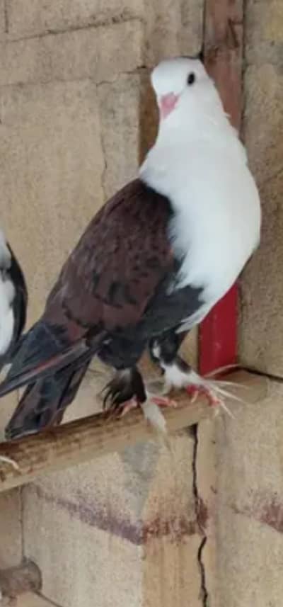 Karbelai Male  short face pair available