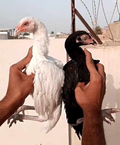Aseel Lasani sisters