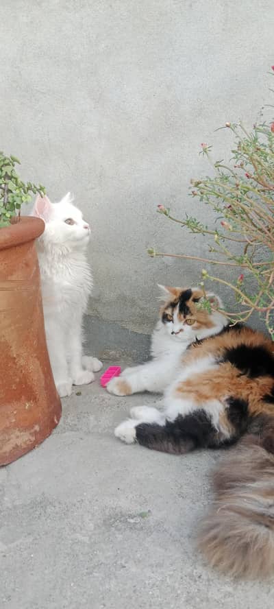 Pure breed 5 months kittens