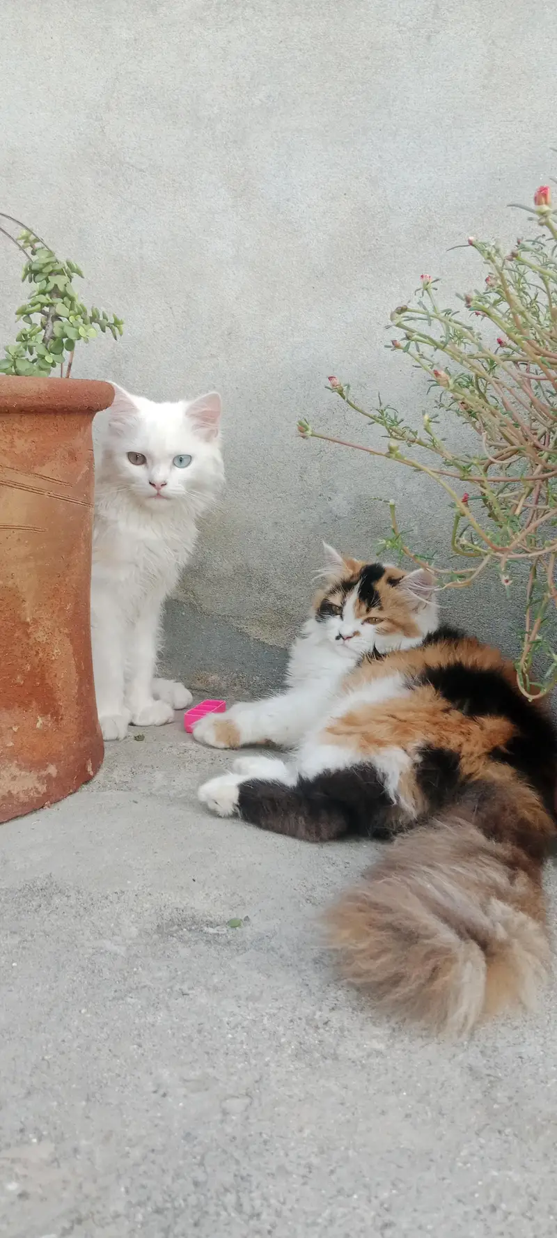 Pure breed 5 months kittens — photo 2