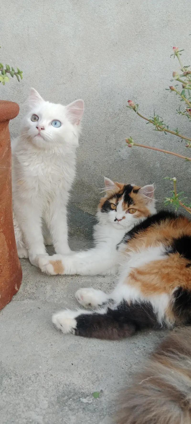 Pure breed 5 months kittens — photo 3