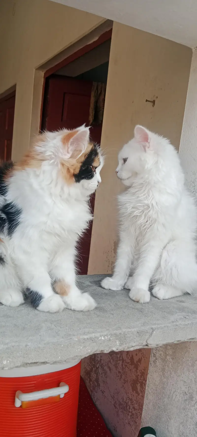 Pure breed 5 months kittens — photo 4