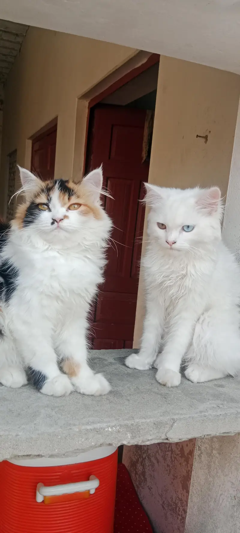 Pure breed 5 months kittens — photo 5
