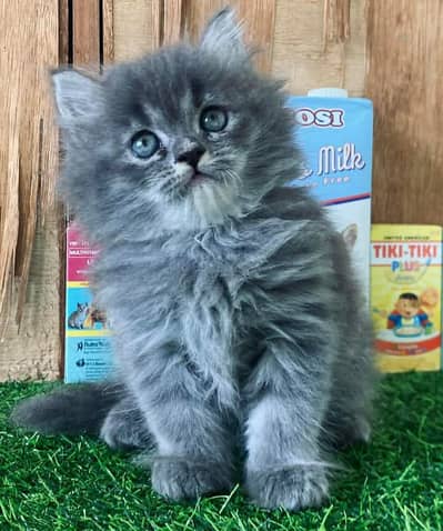 beautiful and healthy cat
