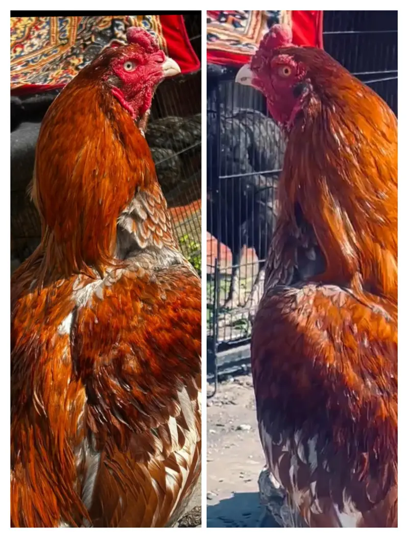 two diffrent eye. . white or orange — photo 4