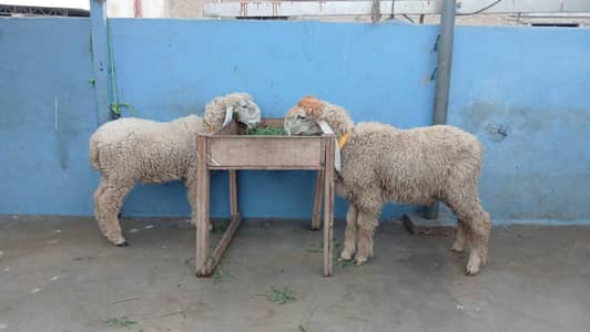 Nasli larkana dumba pair