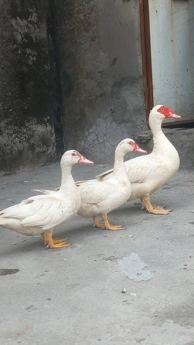 Muscovy ducks pure white & black pairs