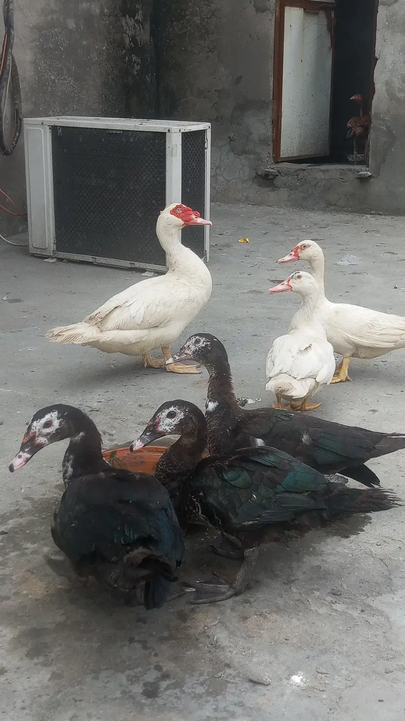 Muscovy ducks pure white & black pairs — photo 4