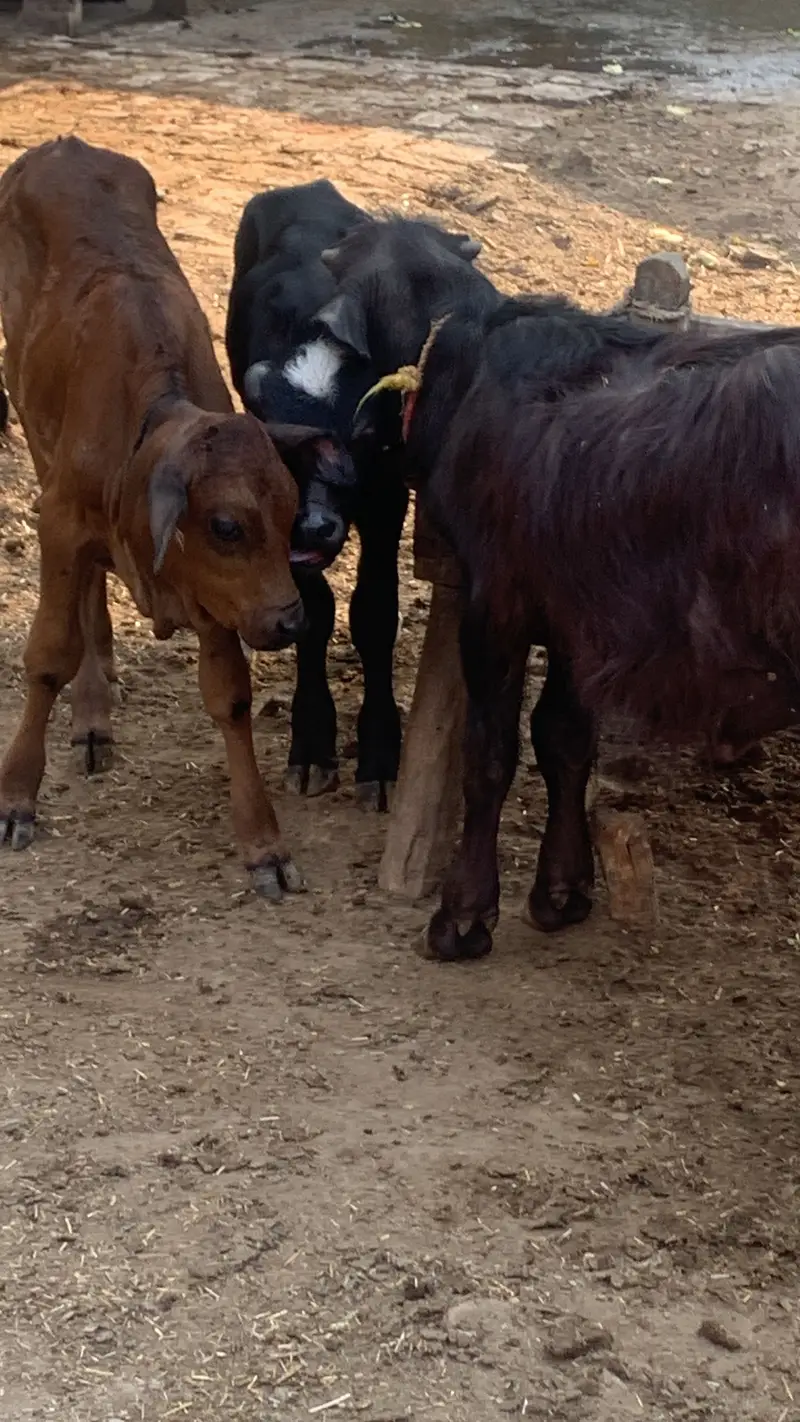 Chalta huwa bhana for sale - dairy form for sale — photo 2