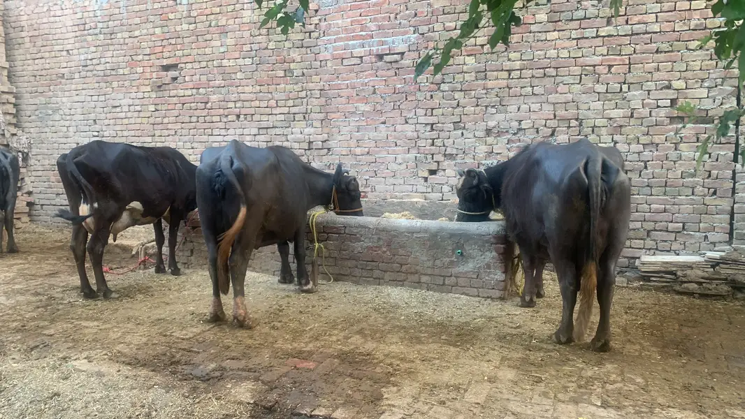 Chalta huwa bhana for sale - dairy form for sale — photo 3