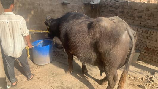 Chalta huwa bhana for sale - dairy form for sale