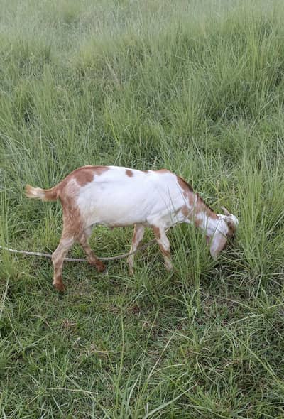 Teddy bakra 8 month ka urgent sale