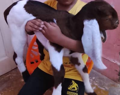Goat Kids
