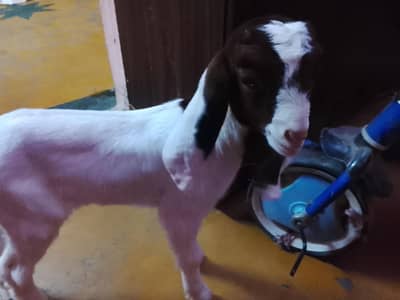 Goat Kids
