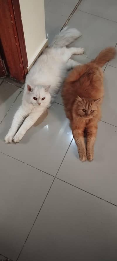 male cat for sale