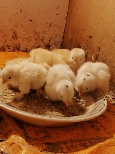 Golden and black molted bantam