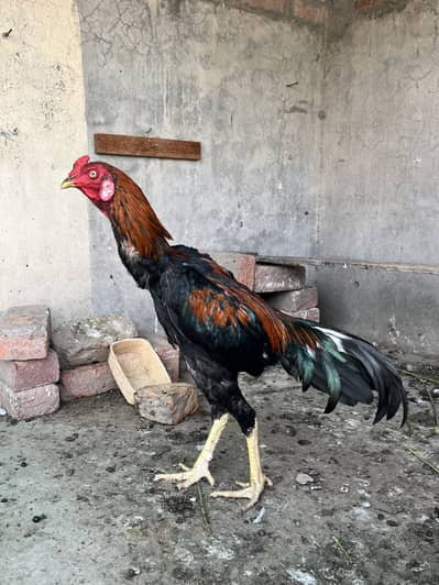 Barmi Cross Good points mazboot Patha available thai