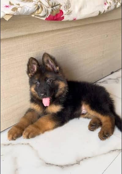jermen Shepherd