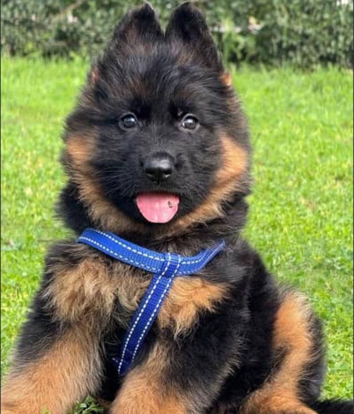 jermen Shepherd 1