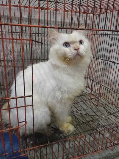 cute cat