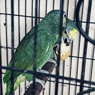 12-Year-Old Amazon Parrot for Sale