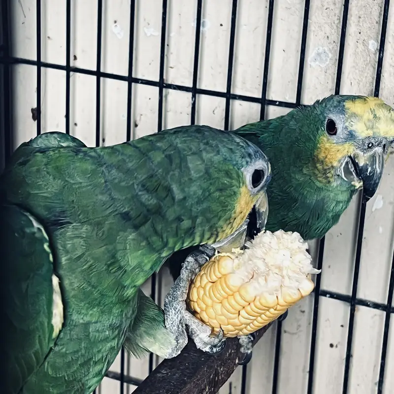 12-Year-Old Amazon Parrot for Sale — photo 2