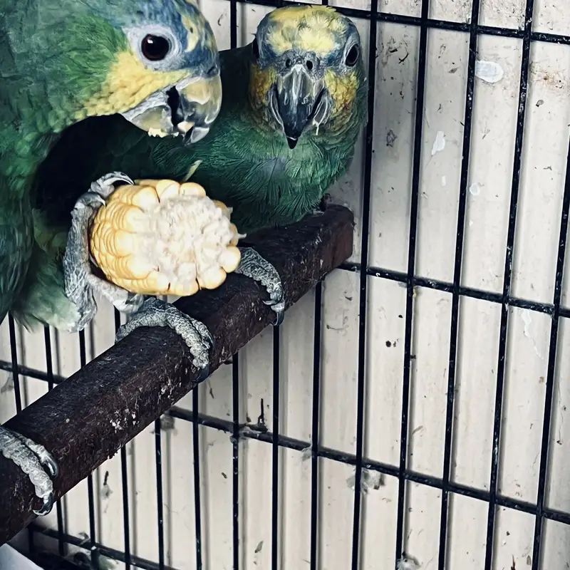 12-Year-Old Amazon Parrot for Sale — photo 3