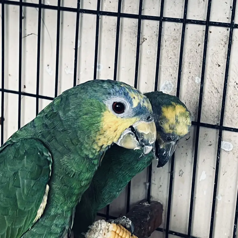 12-Year-Old Amazon Parrot for Sale — photo 4