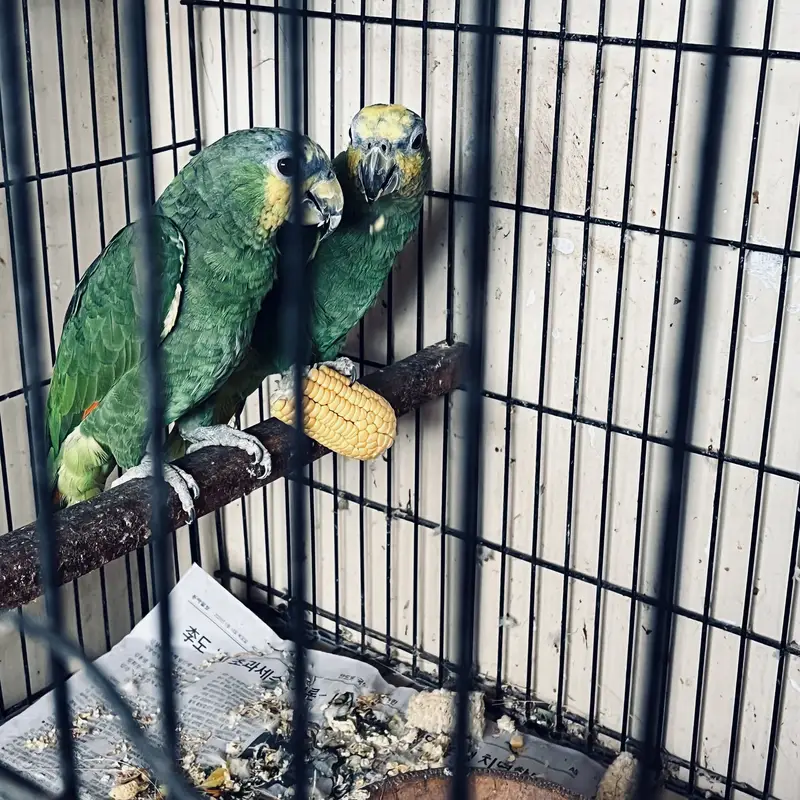 12-Year-Old Amazon Parrot for Sale — photo 5