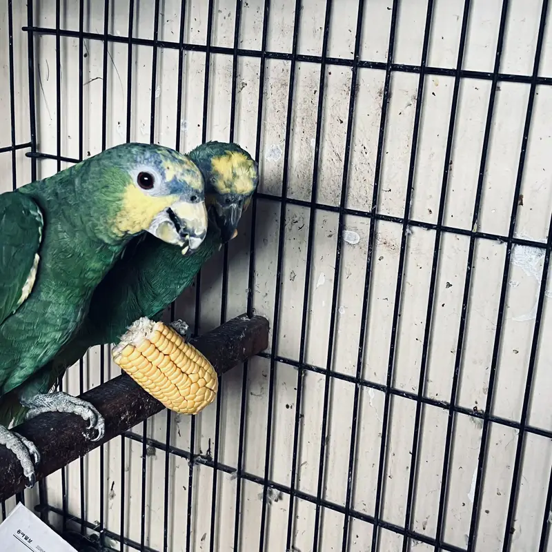 12-Year-Old Amazon Parrot for Sale — photo 6