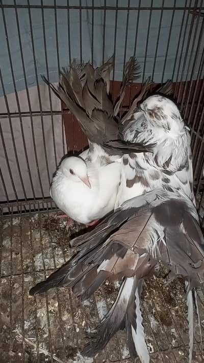 breeders pair for sell 0312/496/21/95 call or WhatsApp video on demand