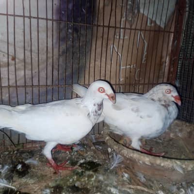 pigeons for sale