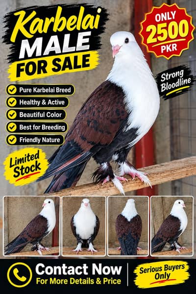 Karbelai Male  short face pair available