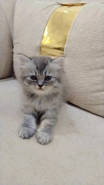 Semi-punched face percian female kitten