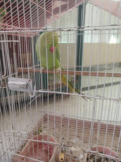 Green Parrots