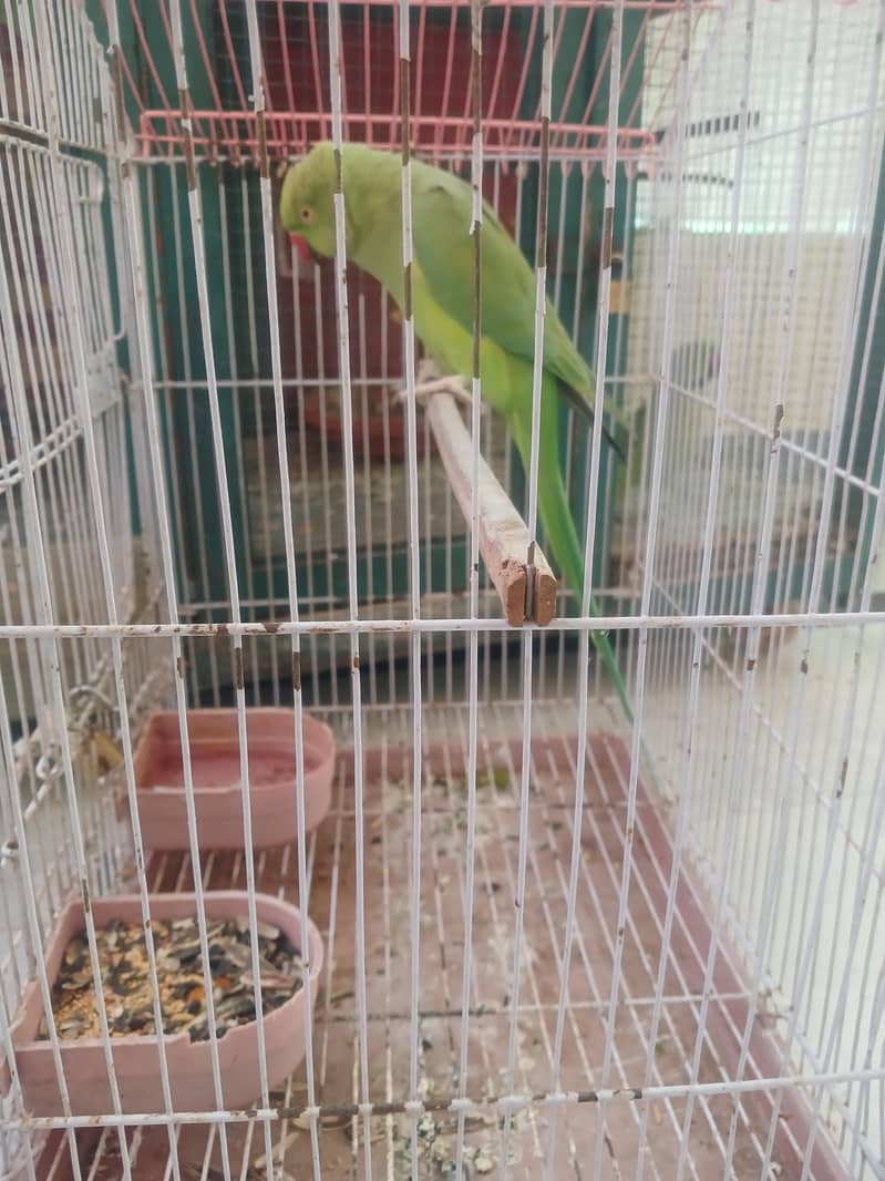Green Parrots 1