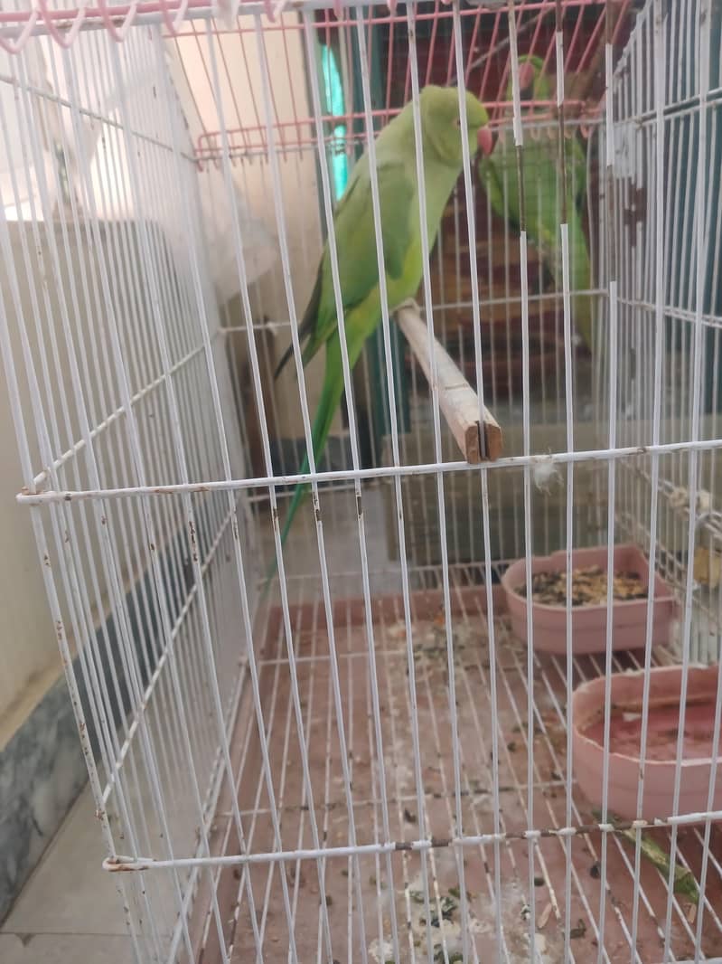 Green Parrots 2