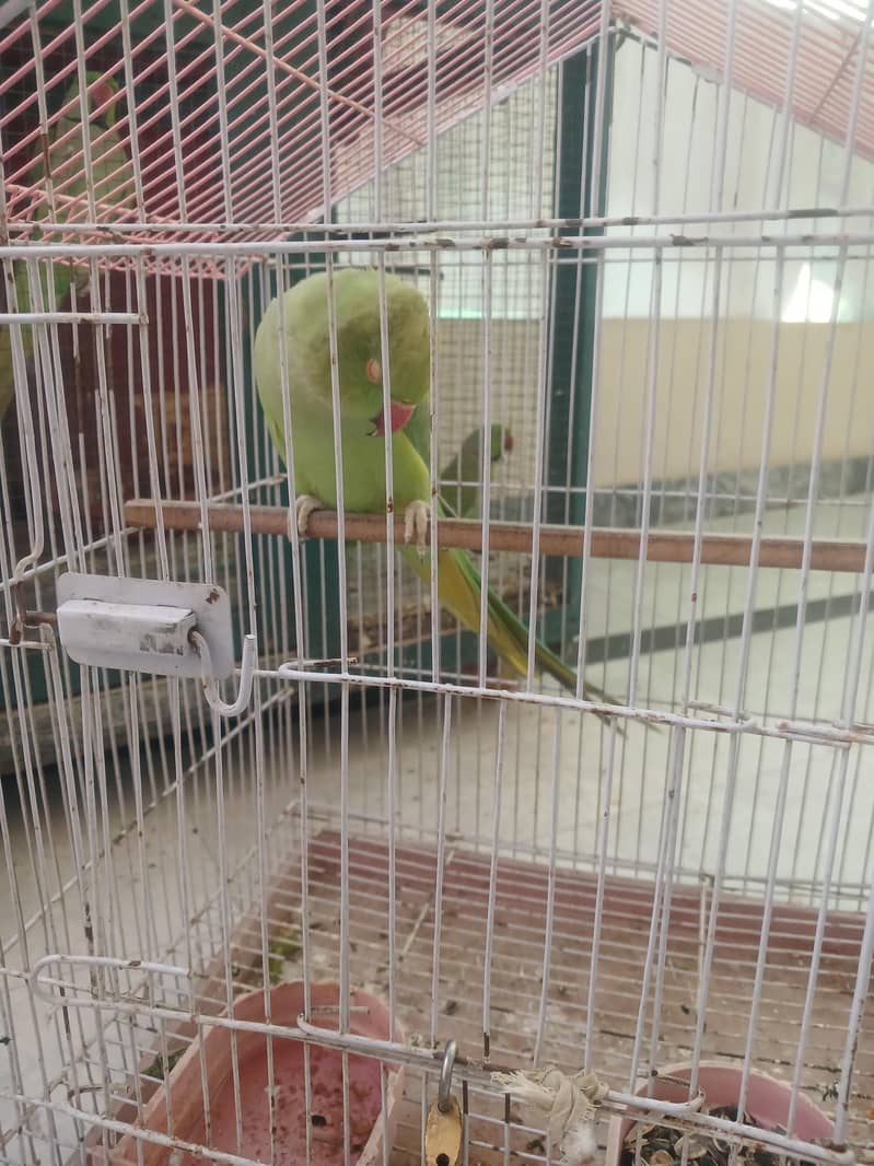 Green Parrots 3