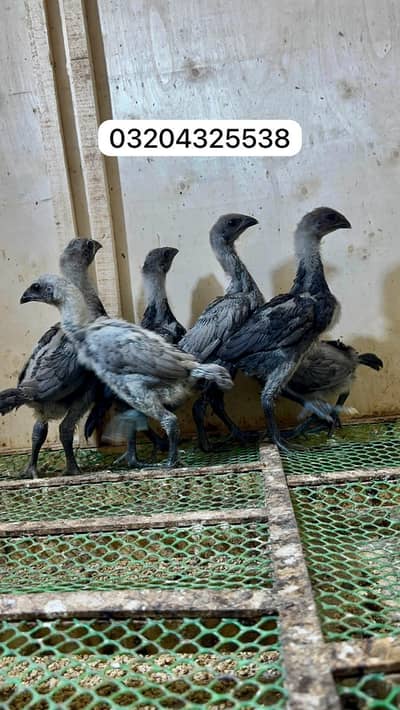 Dragon chicks 03204325538