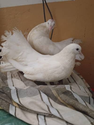 double tail pigeon for sale Andy Dany wala pair h