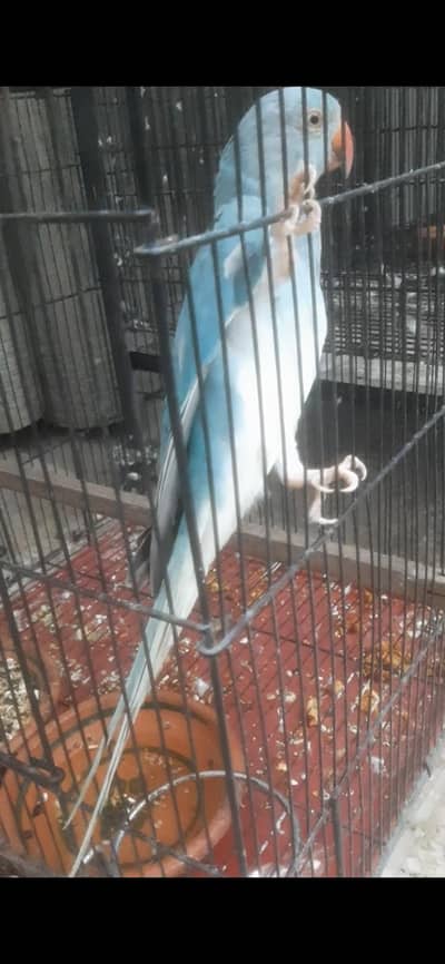 Blue CT parrot